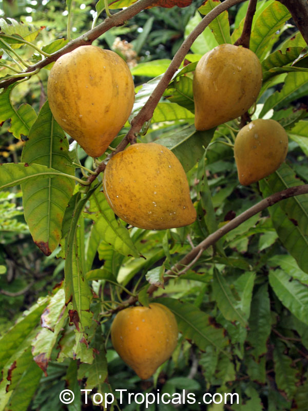 Pouteria campechiana, Canistel, Eggfruit, Chesa