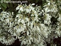 Euphorbia leucocephala, Pascuita, Snows of Kilimanjaro, White Small Leaf Poincettia, Snow Bush, White-laced euphorbia, Snow Flake, Poinsettia

Click to see full-size image