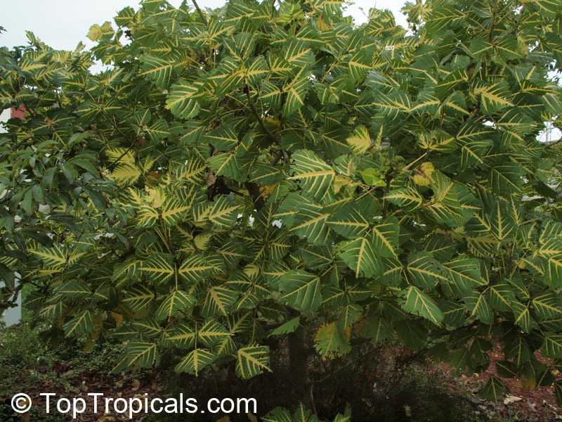 Erythrina variegata, Erythrina indica, Coral Tree, Sunshine Tree
