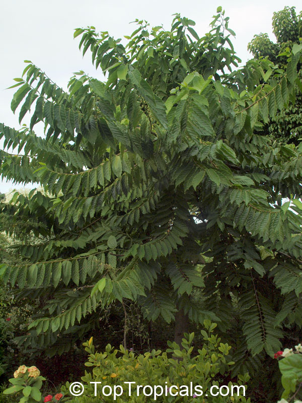 Cananga odorata, Unona odoratissima, Ylang Ylang, Perfume Tree, Chanel #5 Tree, Ilang-ilang, Maramar