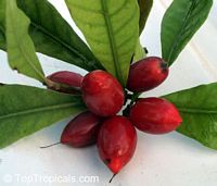 Synsepalum dulcificum, Richardella dulcifica, Miracle Fruit

Click to see full-size image