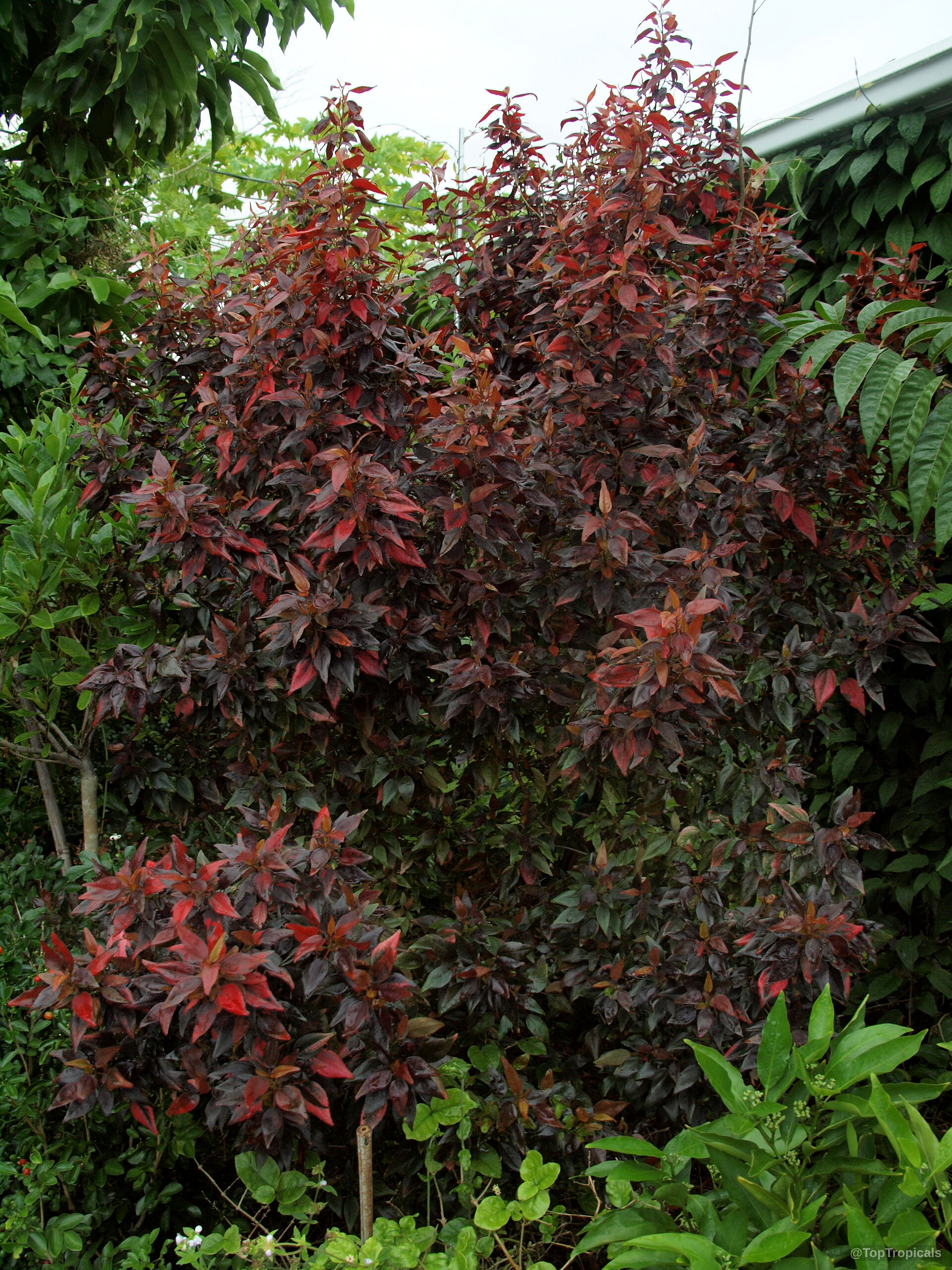 Acalypha sp. (Flame Copper leaf) 'Inferno' displays dense branches covered in pointed dark red foliage. Acalypha sp. (Flame Copper leaf) 'Inferno' with dense deep red foliage on the shrub.
