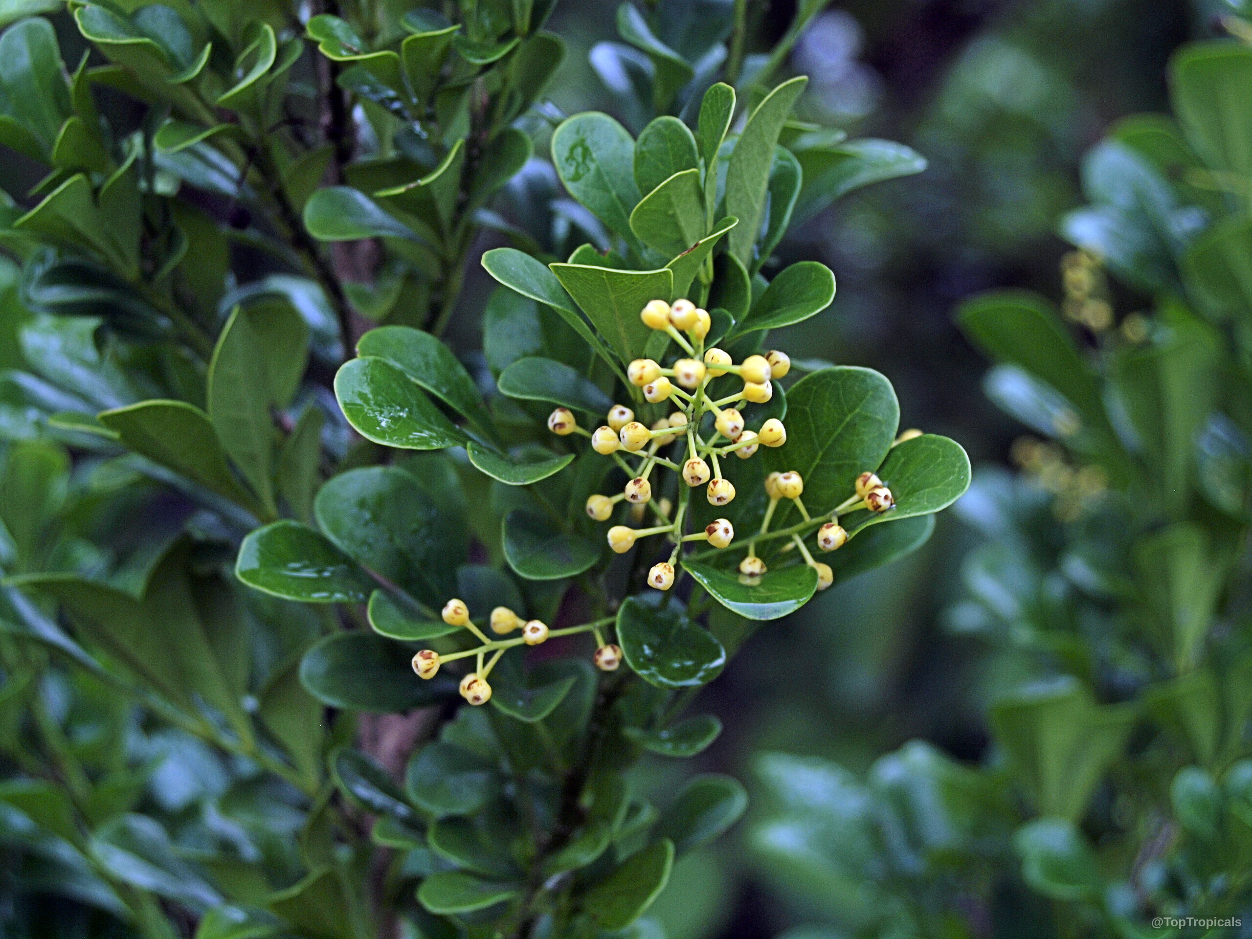 Aglaia odorata (Chinese Perfume Plant) yellow flowers emerge from between dense green rounded foliage clusters. Aglaia odorata (Chinese Perfume Plant) with yellow flowers and dense green rounded leaves close up.