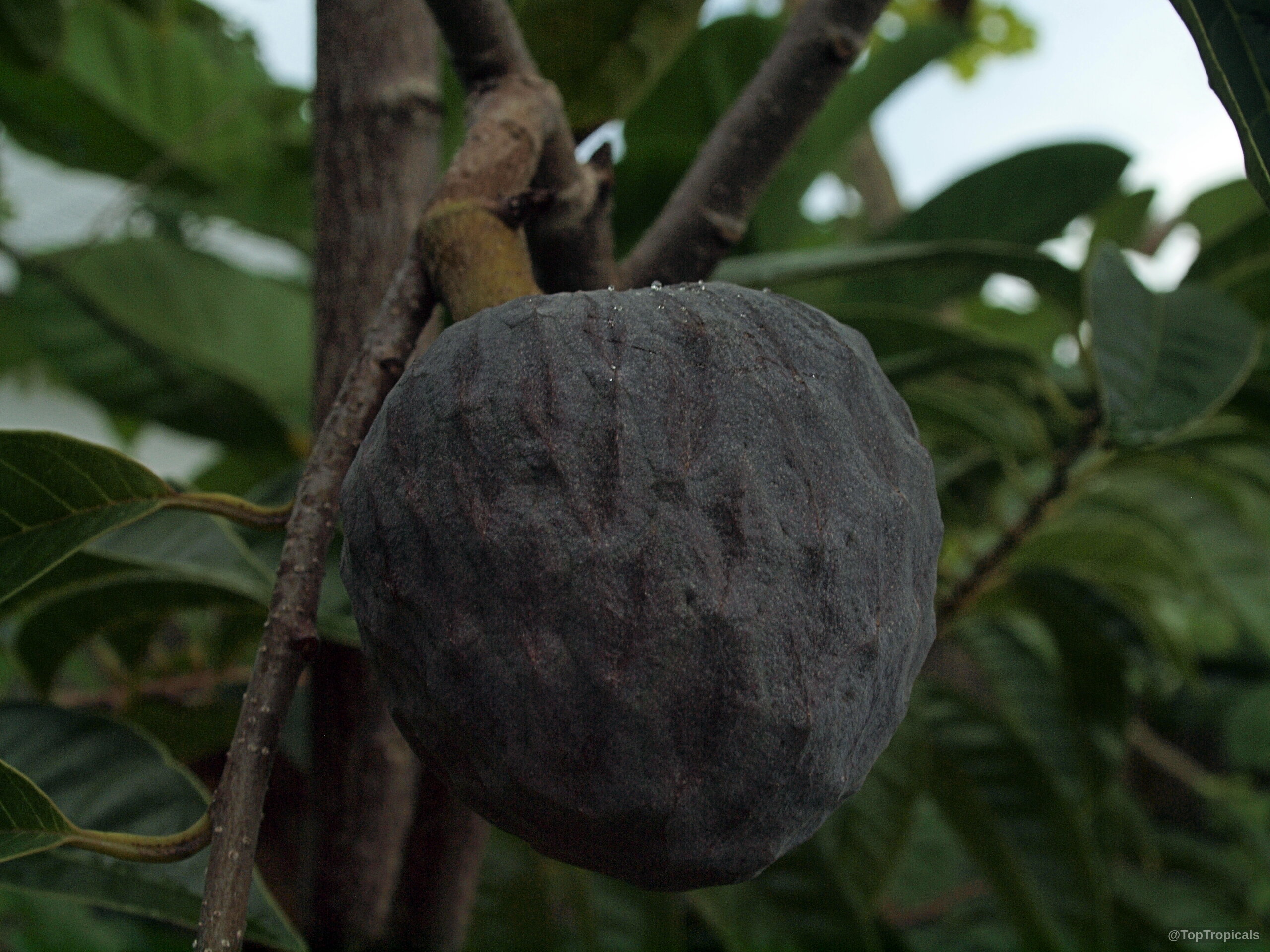 Annona reticulata (Custard Apple (Chirimoya - Cuba)) dark purple round fruit with textured exterior skin Annona reticulata (Custard Apple (Chirimoya - Cuba)) dark purple fruit, close up round textured skin