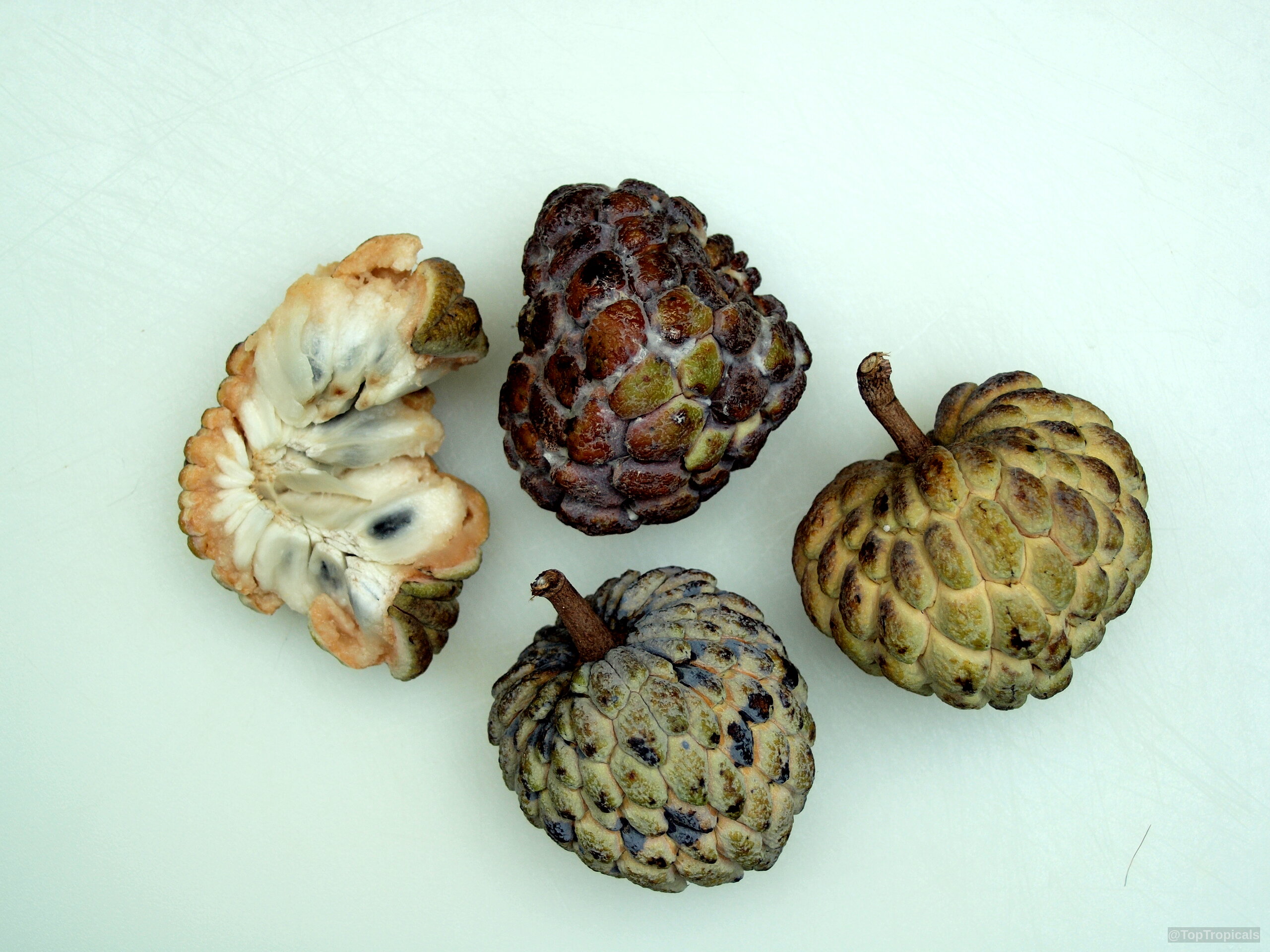 Annona squamosa (Sugar Apple) with several bumpy rounded fruit portions on a plate. Annona squamosa (Sugar Apple) green and brown fruit on a plate close up.