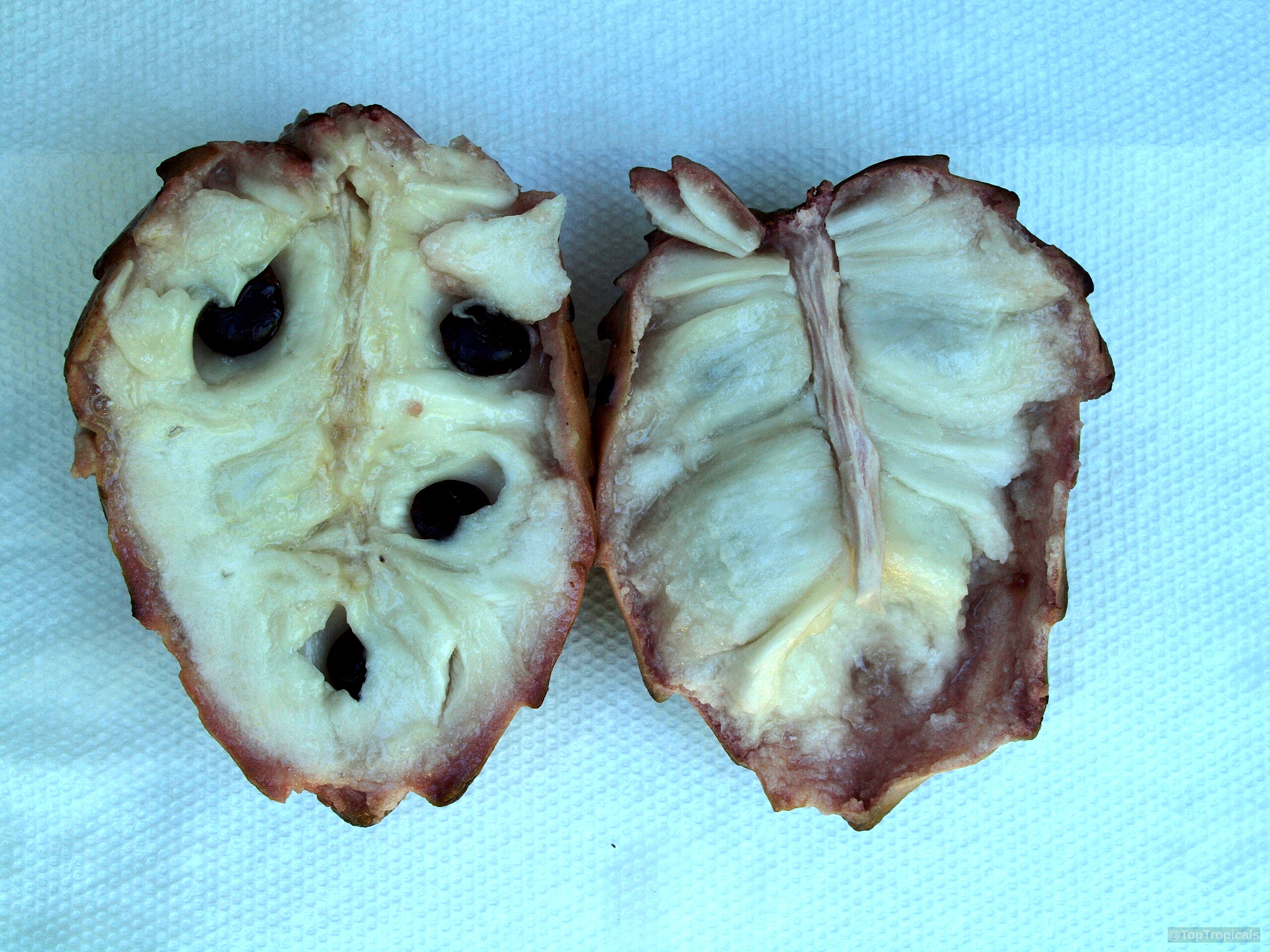 Annona squamosa (Sugar Apple) cut open to reveal white juicy pulp and round dark seeds. Annona squamosa (Sugar Apple) pink fruit cut open with white pulp and black seeds close up