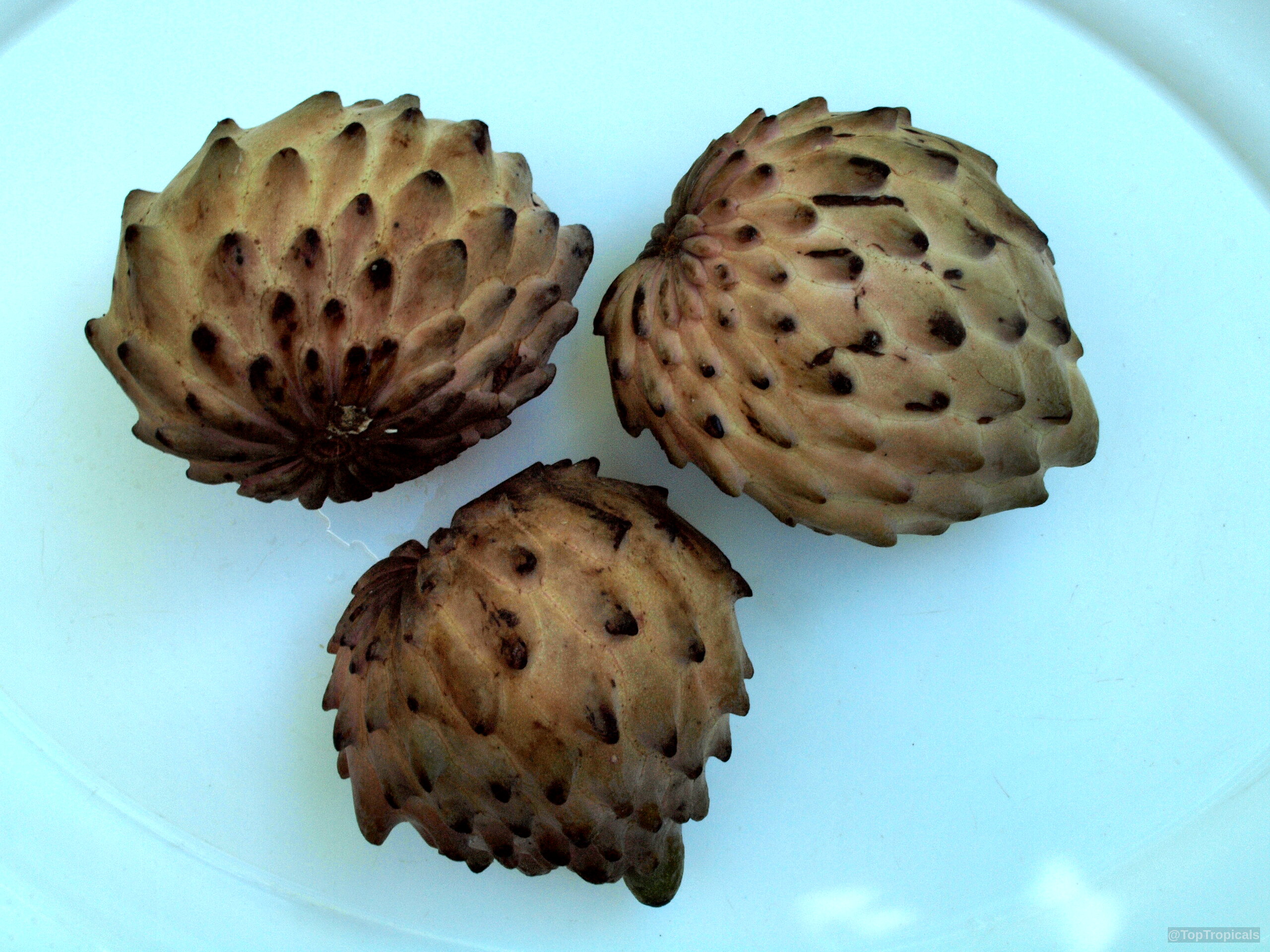 Annona squamosa (Sugar Apple) with three tan bumpy fruits resting on a flat white surface. Annona squamosa (Sugar Apple) tan bumpy fruit close up on a flat white surface