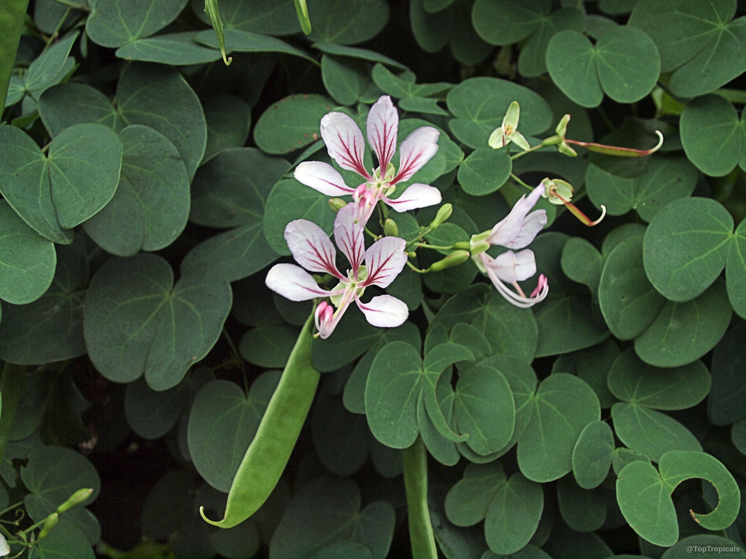 Bauhinia corymbosa (Vining bauhinia) displays pink flowers alongside round green leaves and slender pods Bauhinia corymbosa (Vining bauhinia) with pink flower and green leaves close up