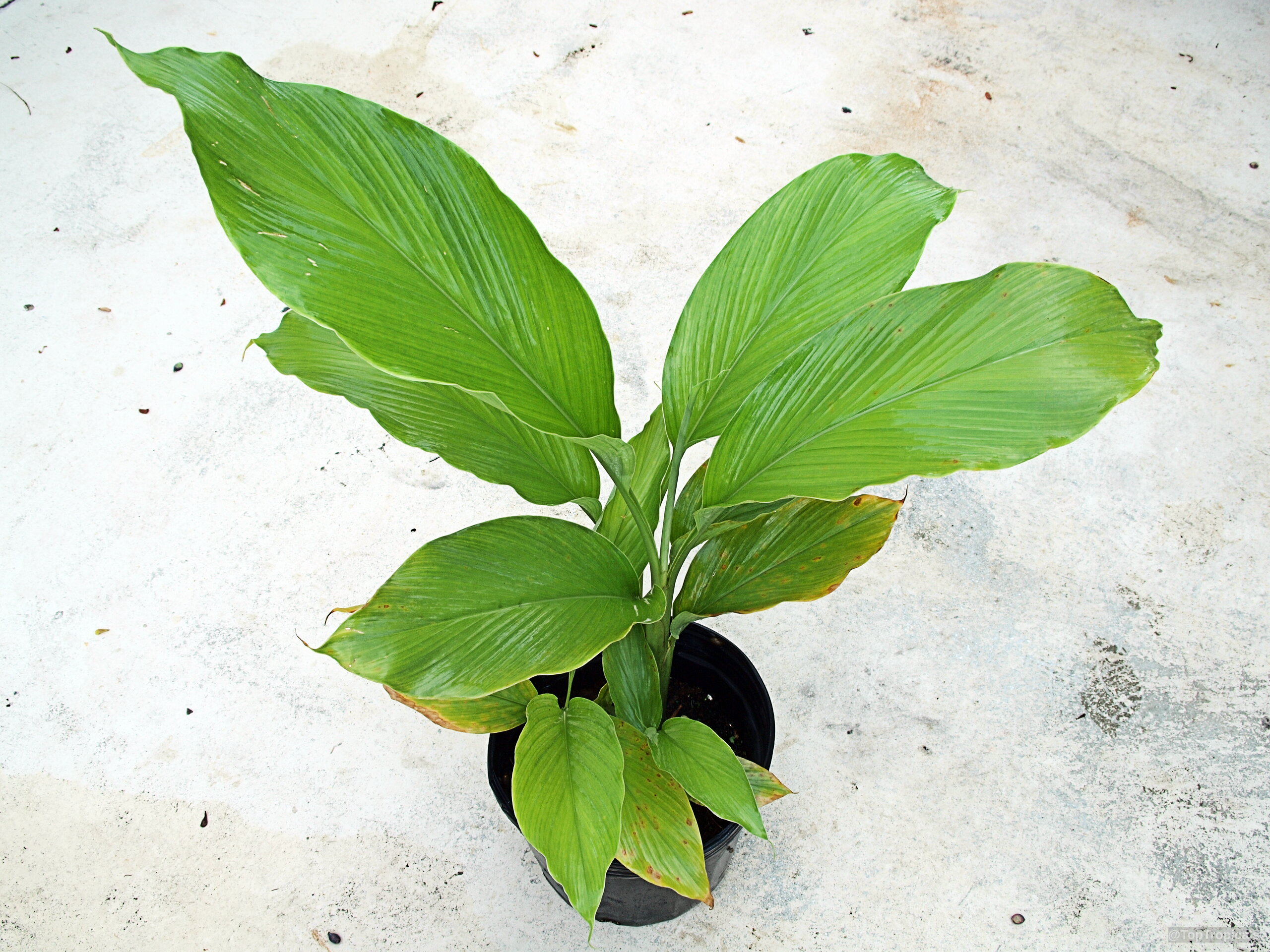 Boesenbergia rotunda (Chinese Keys) with wide green leaves growing inside a black nursery plastic pot. Boesenbergia rotunda (Chinese Keys) green plant with wide leaves in a black plastic pot.