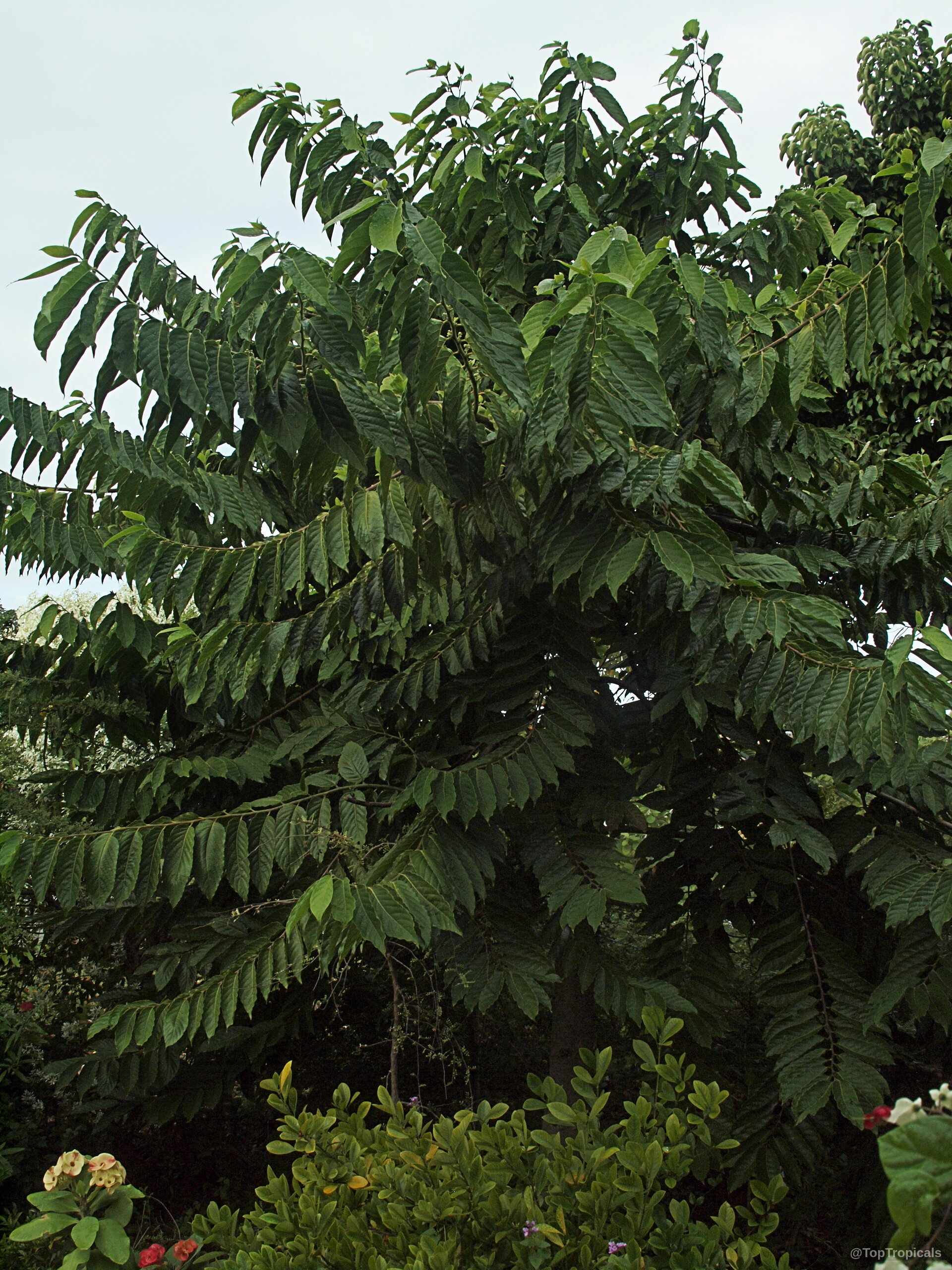 Cananga odorata (Ylang Ylang) tree with thick green foliage filling the upper part of frame. Cananga odorata (Ylang Ylang) tree with dense green leaves growing in a tall canopy.