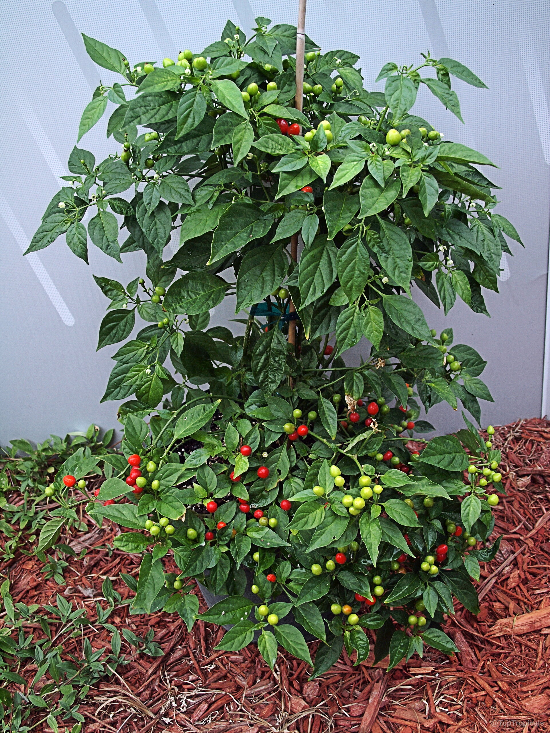 Capsicum frutescens (Wiri Wiri Pepper) loaded with tiny round fruit nestled among abundant green foliage. Capsicum frutescens (Wiri Wiri Pepper) plant with round red fruit and lush green leaves.