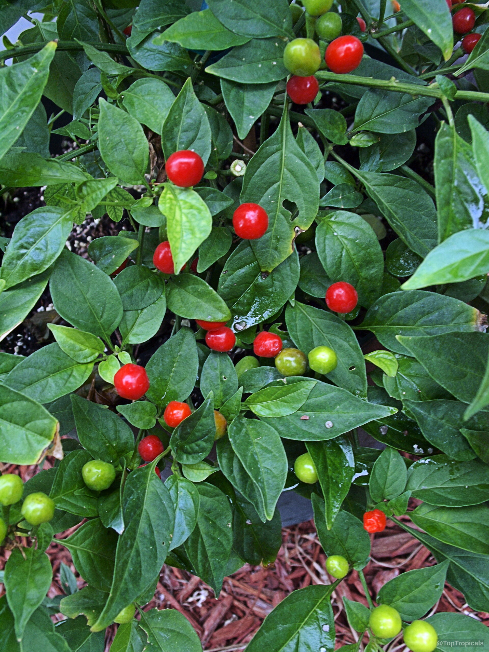Capsicum frutescens (Wiri Wiri Pepper) growing round red fruit throughout the thick green leaf canopy. Capsicum frutescens (Wiri Wiri Pepper) red spherical fruit nestled among dense green foliage plant