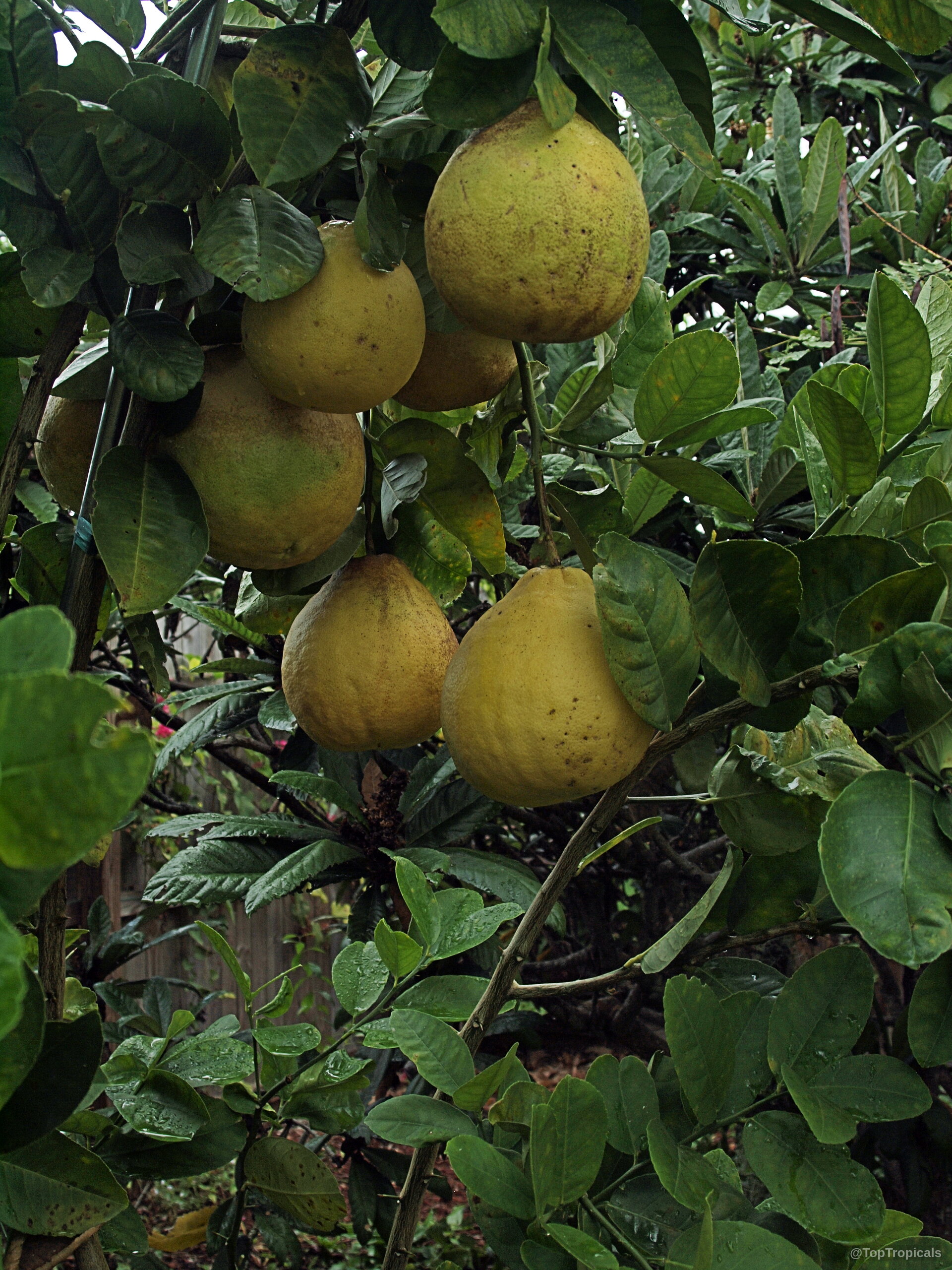 Citrus limon (Giant Lemon) 'Ponderosa' hanging heavy with several large yellow fruit and green foliage Citrus limon (Giant Lemon) 'Ponderosa' yellow fruit hanging among thick green leaves on tree