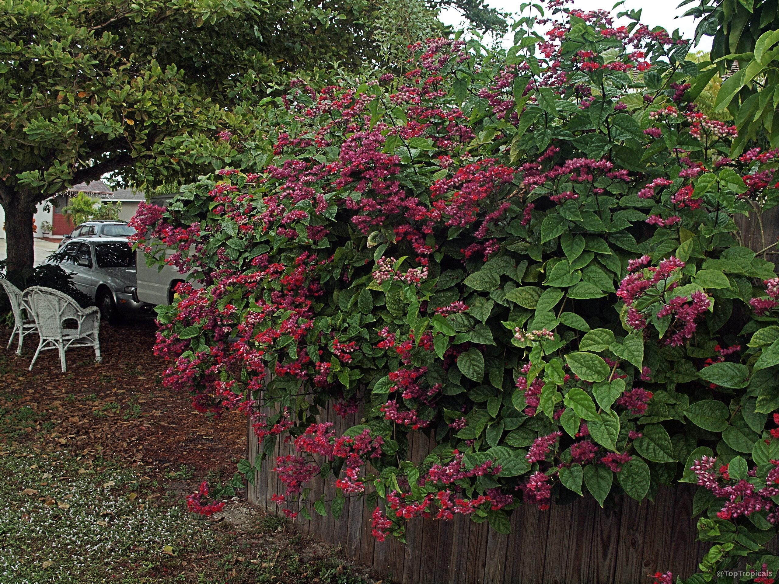 Clerodendrum speciosum (Bleeding heart) with red flower clusters covering a wooden fence panel Clerodendrum speciosum (Bleeding heart) plant with red flowers and green leaves climbing a wooden fence