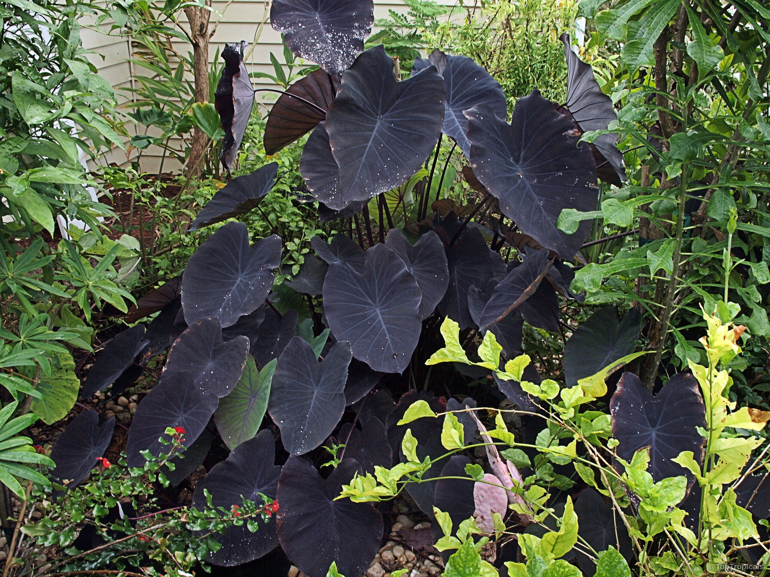 Colocasia esculenta (Black colocasia) with large heart-shaped purple leaves spreading across the thick, dark stems. Colocasia esculenta (Black colocasia) deep purple leaves on this large, clumped, upright tropical plant.
