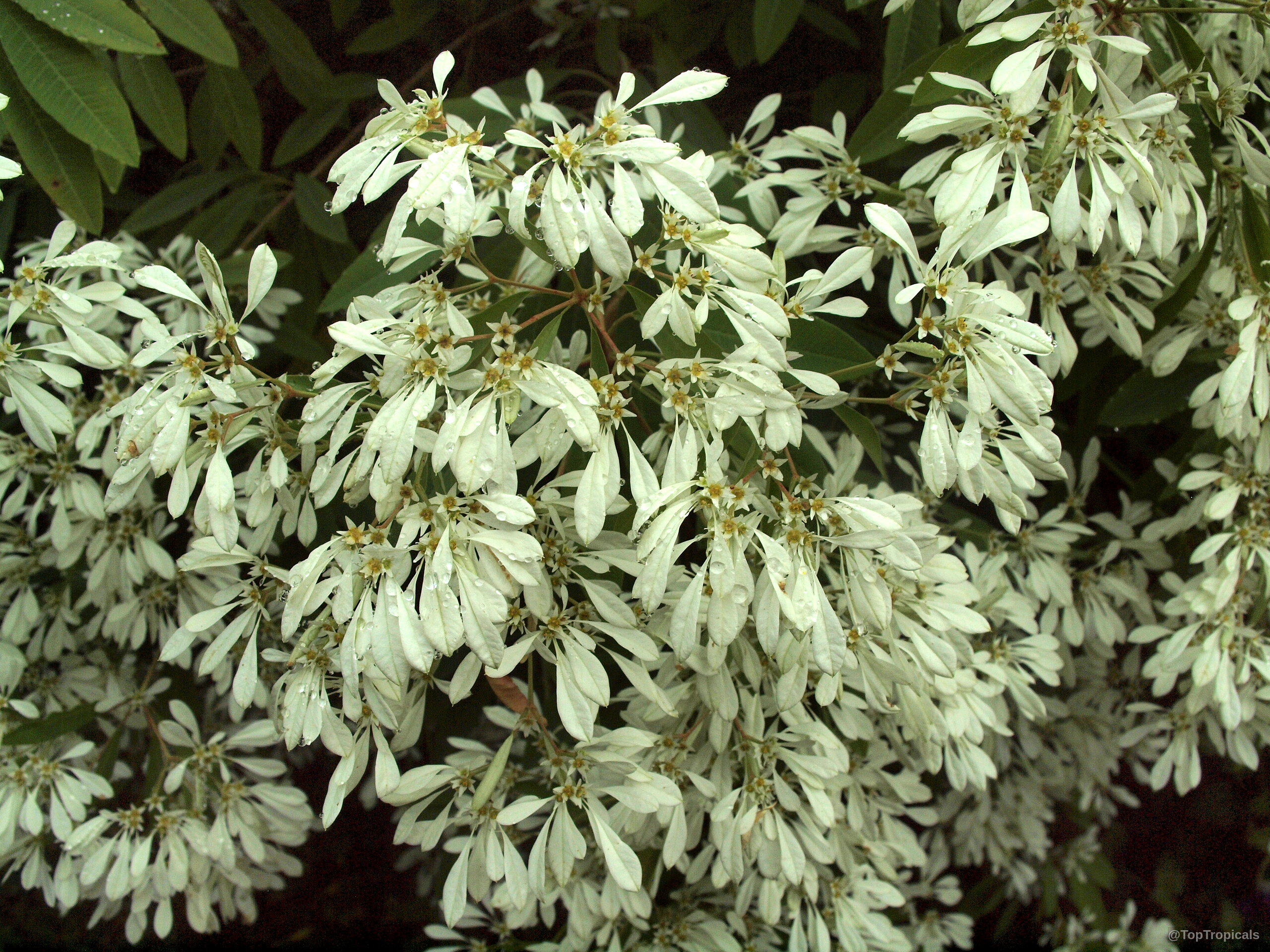 Euphorbia leucocephala (Pascuita) with white bracts covering the branches, creating dense clusters of delicate color. Euphorbia leucocephala (Pascuita) white flower clusters on branch in close up, abundant petal coverage.