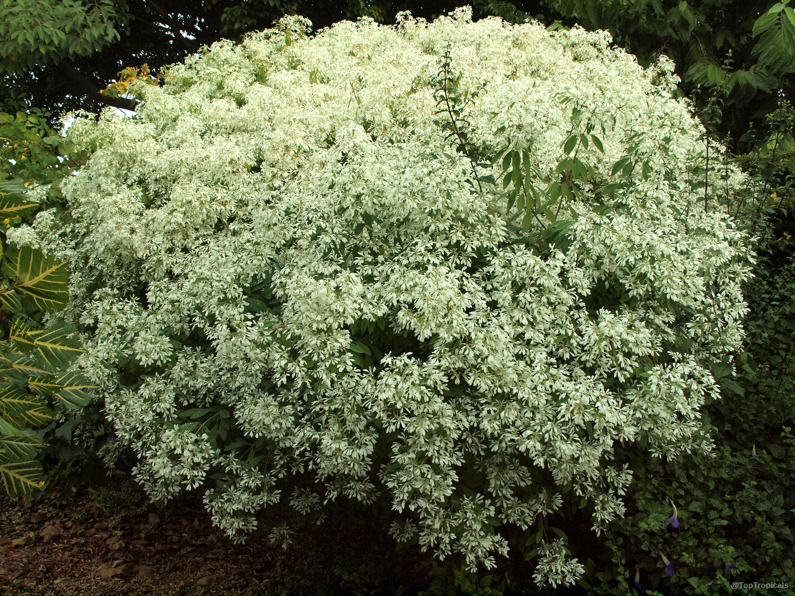 Euphorbia leucocephala (Pascuita) with masses of white bracts creating a snow-like effect on the round shrub. Euphorbia leucocephala (Pascuita) white plant with dense clusters of small bracts covering the entire surface.
