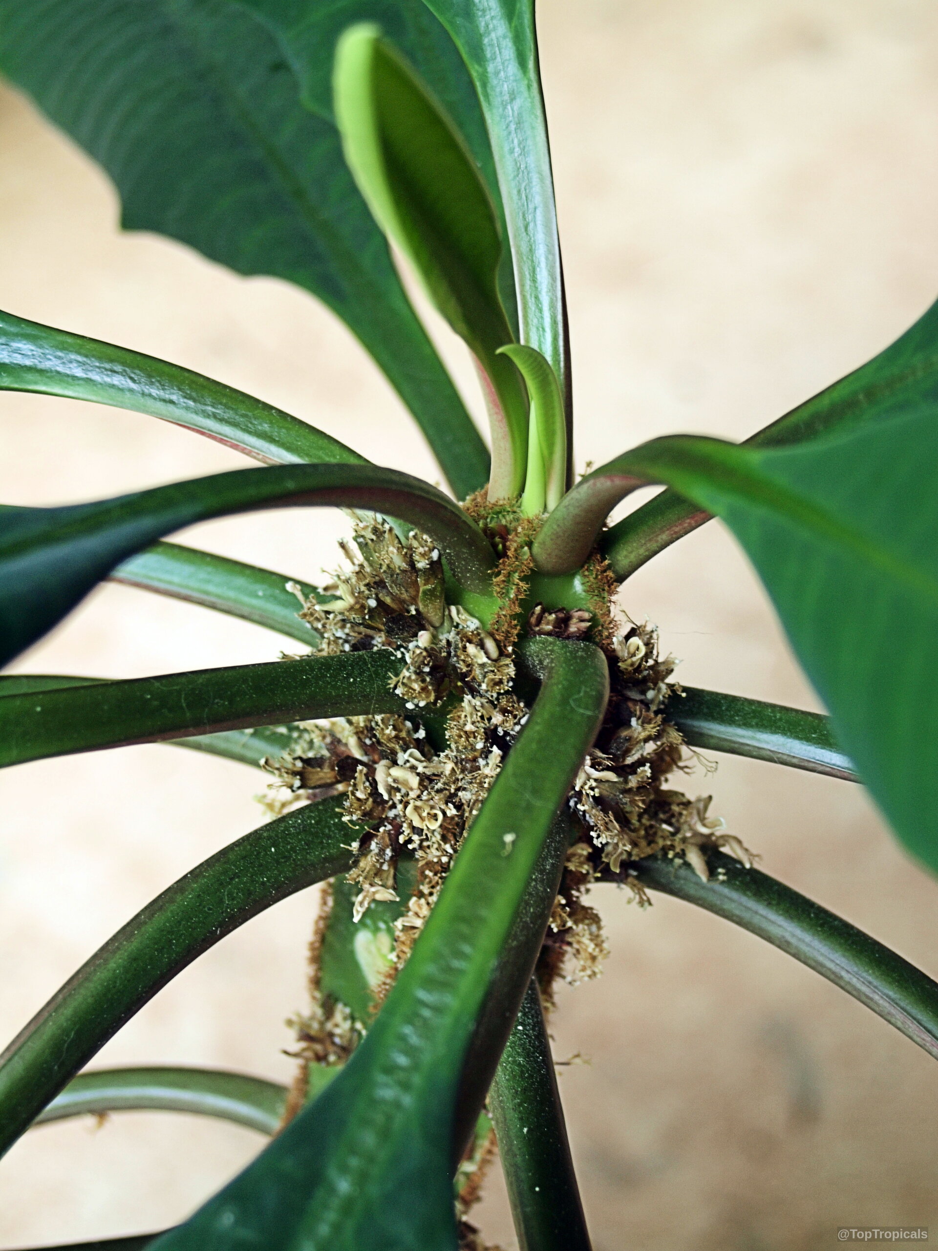 Euphorbia leuconeura (Madagascar Jewel) green leaves extend from a stem with tiny brown flowers. Euphorbia leuconeura (Madagascar Jewel) green leaves with small brown flowers in a close up.