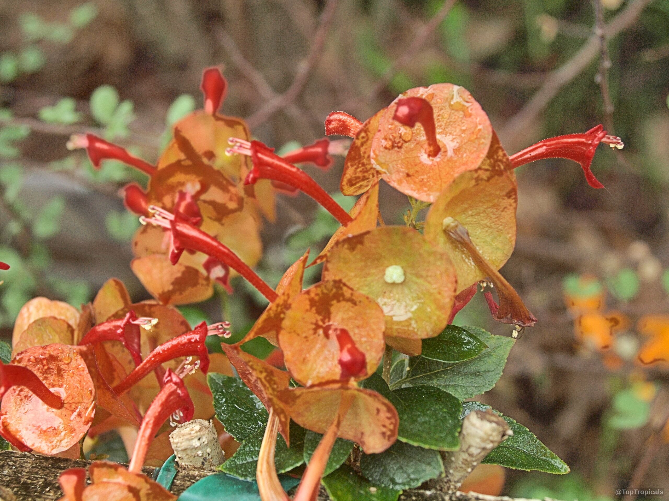 Holmskioldia sanguinea (Chinese hat) 'Bronze' with small orange flower structures. Holmskioldia sanguinea (Chinese hat) 'Bronze' orange flower close up on green leaves