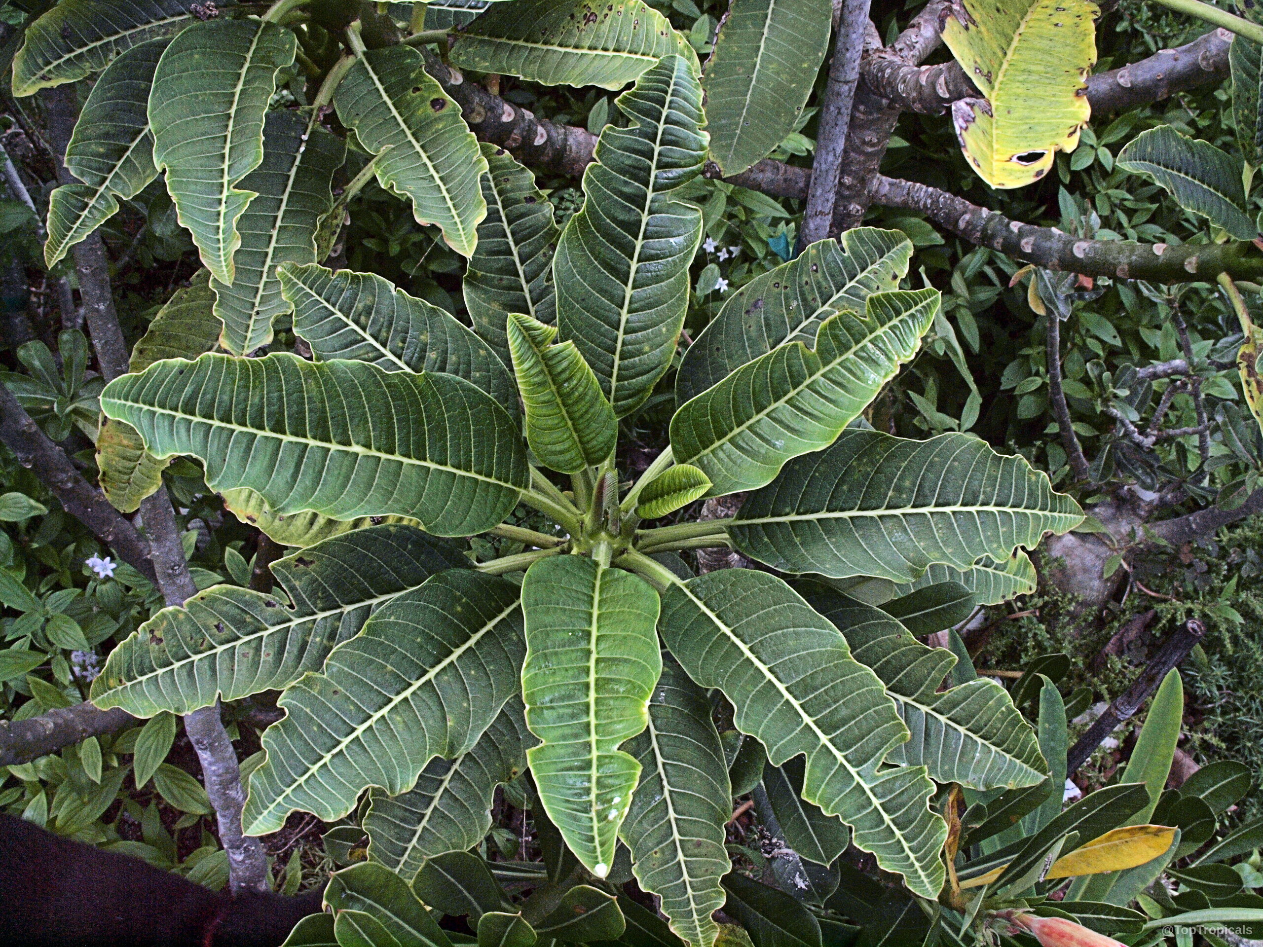 Plumeria alba (Dwarf Plumeria) leaves overlap in a dense cluster with deep green color. Plumeria alba (Dwarf Plumeria) green leaves radiating outward from the central stem close up
