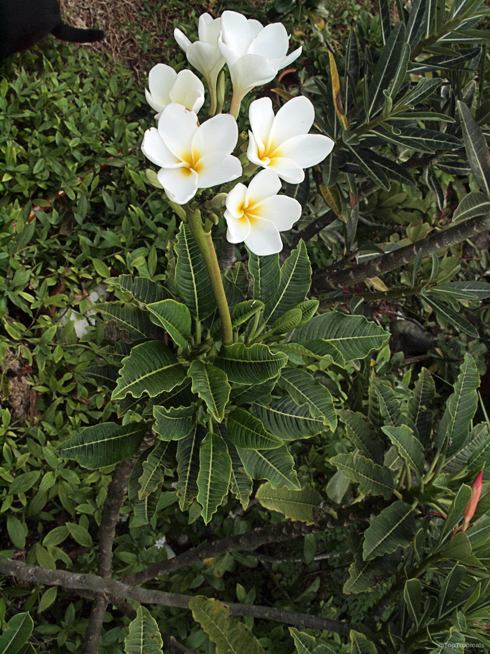 Plumeria alba (Dwarf Plumeria) cluster with white petals and yellow centers amid crinkled green leaves. Plumeria alba (Dwarf Plumeria) white flower with yellow centers on a green plant close up.