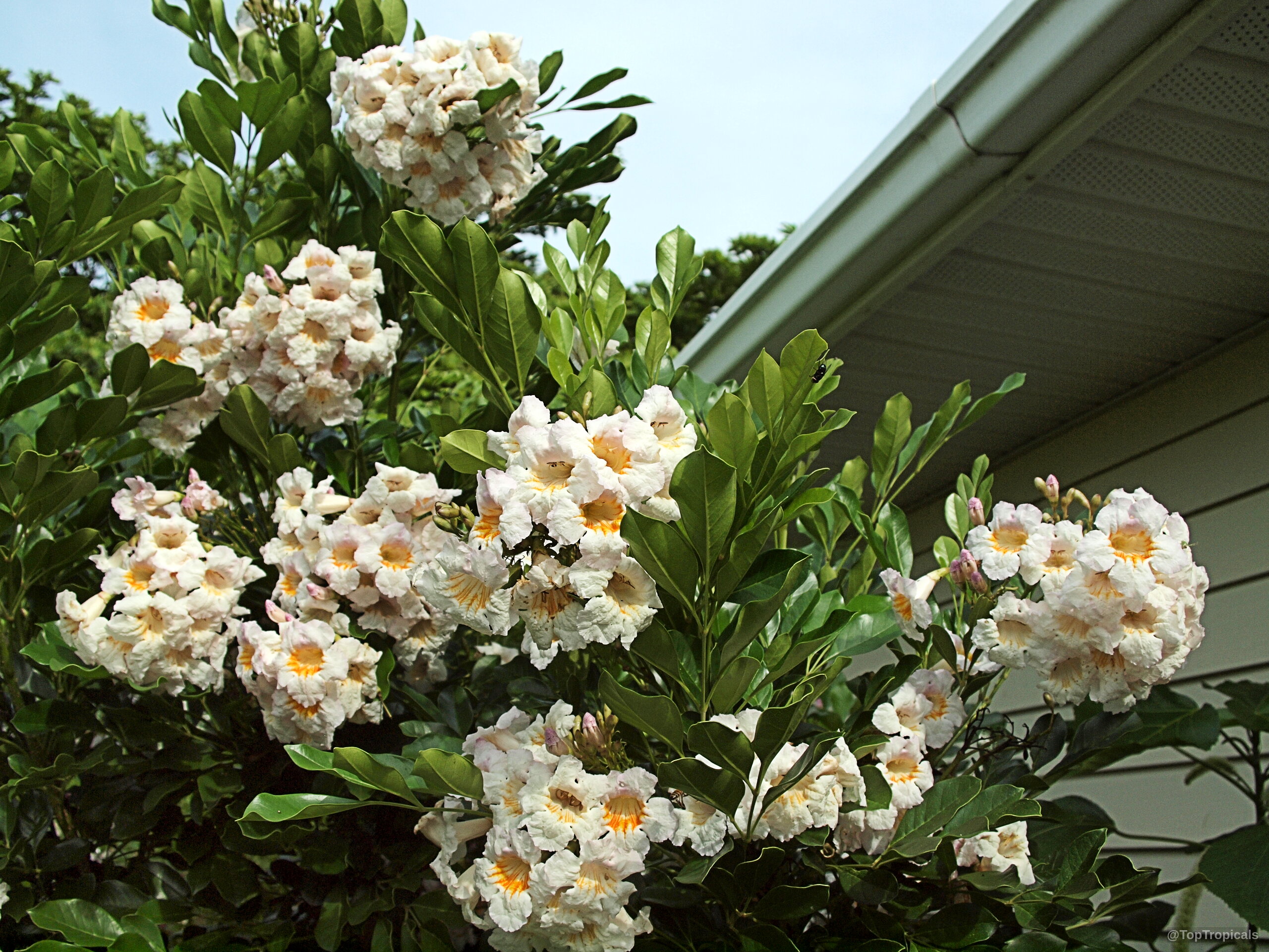 Radermachera sp. 'Kunming' (Dwarf Tree Jasmine) clusters of cream flowers nestled among shiny green foliage Radermachera sp. 'Kunming' (Dwarf Tree Jasmine) with cream colored flowers and glossy green leaves