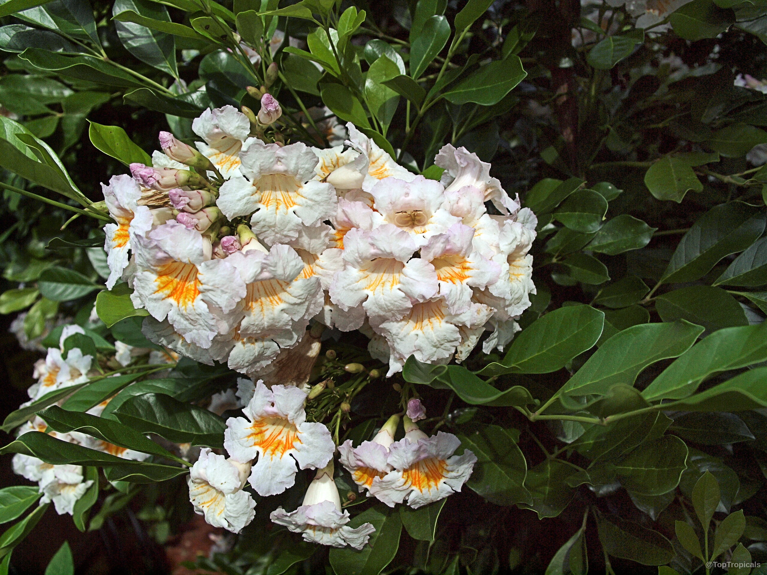 Radermachera sp. Kunming (Dwarf Tree Jasmine) 'Kunming' clusters with white petals and orange throat details. Radermachera sp. Kunming (Dwarf Tree Jasmine) 'Kunming' white pink yellow close up flower