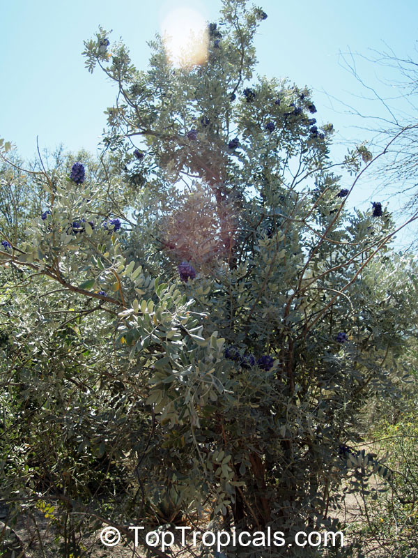 Sophora secundiflora, Dermatophyllum secundiflorum, Texas Mountain-Laurel. Sophora secundiflora 'Silver Peso'