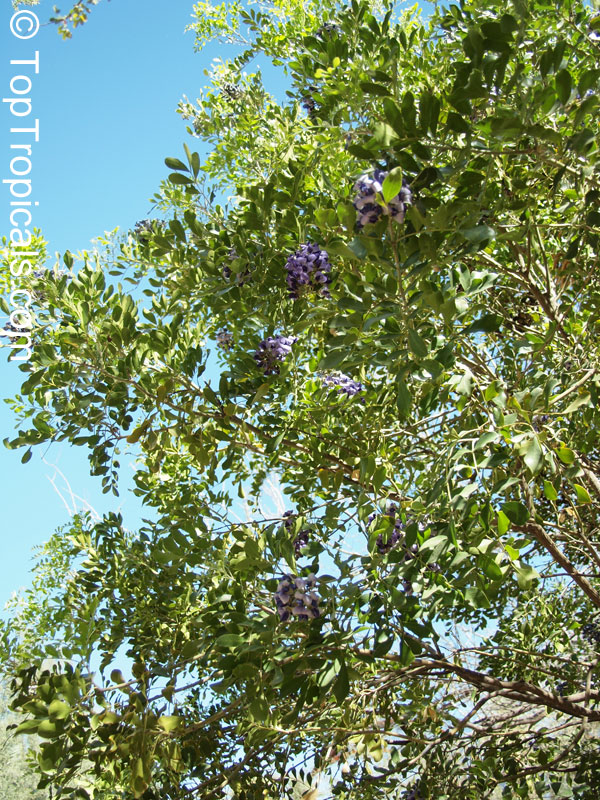 Sophora secundiflora, Dermatophyllum secundiflorum, Texas Mountain-Laurel