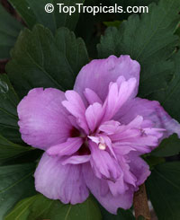 Hibiscus syriacus (Гибискус сирийский) - растение