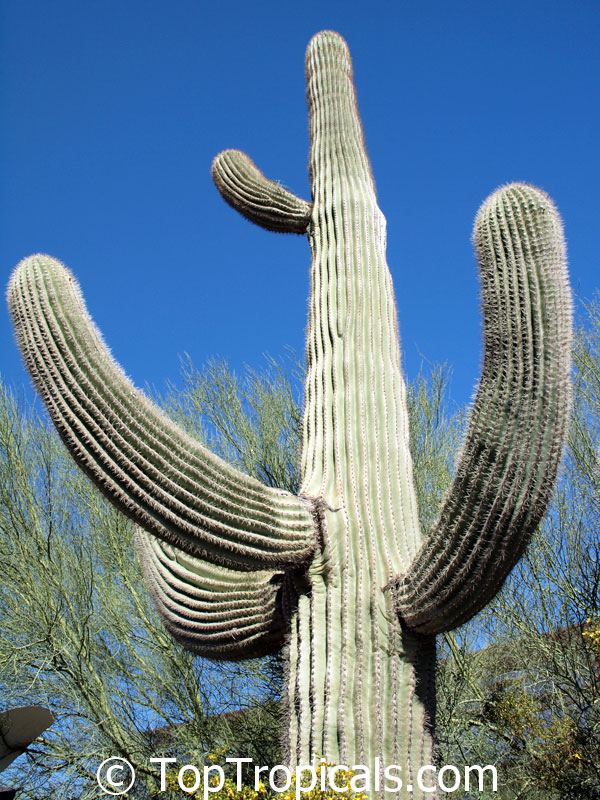 Carnegiea gigantea, Saguaro