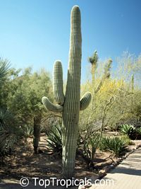 Carnegiea gigantea, Saguaro

Click to see full-size image