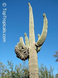 Carnegiea gigantea, Saguaro

Click to see full-size image