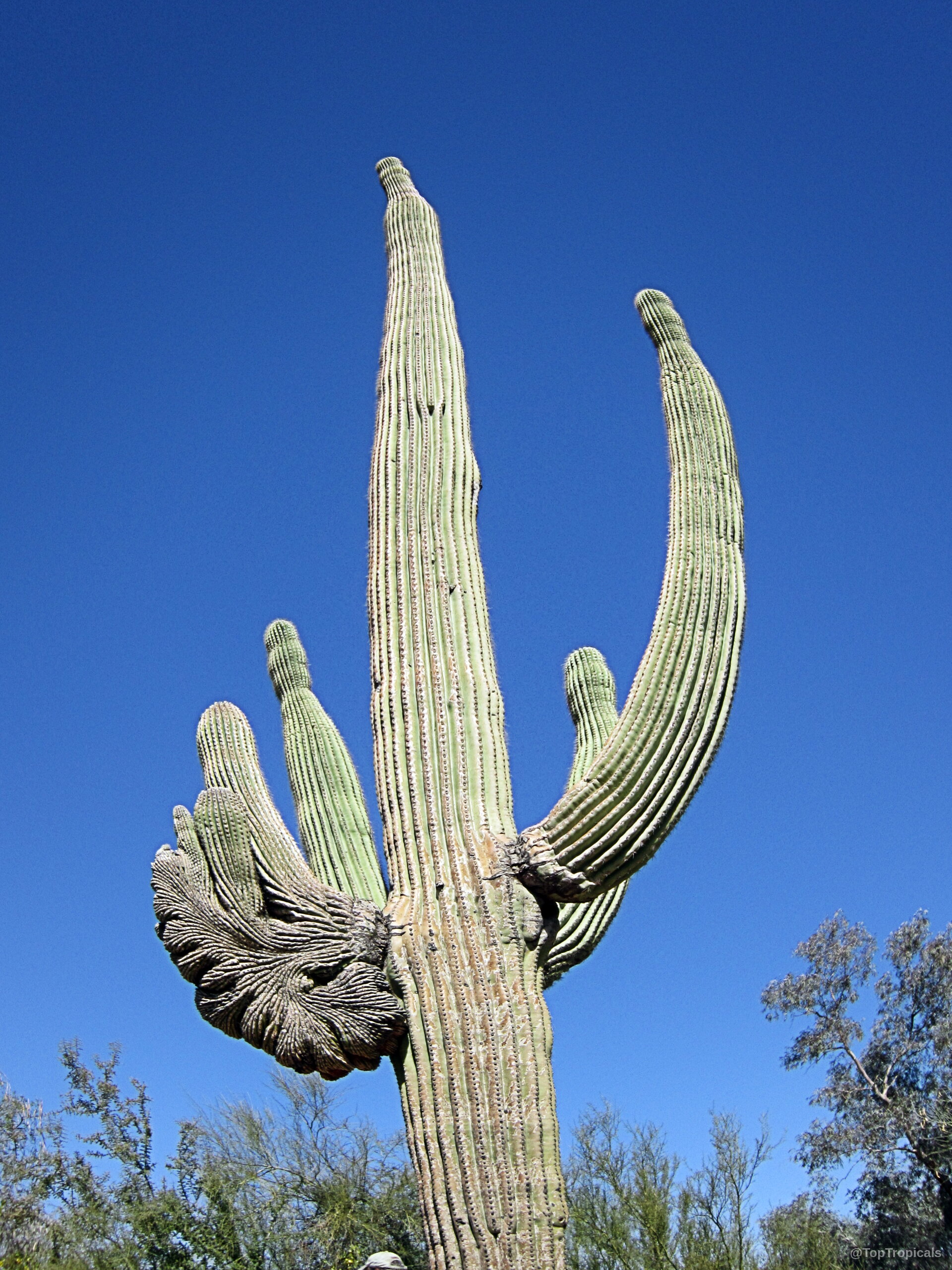 Carnegiea gigantea (Saguaro) with multiple arms and one unusual crested stem against blue sky. Carnegiea gigantea (Saguaro) green plant with arms and crested growth against clear blue sky