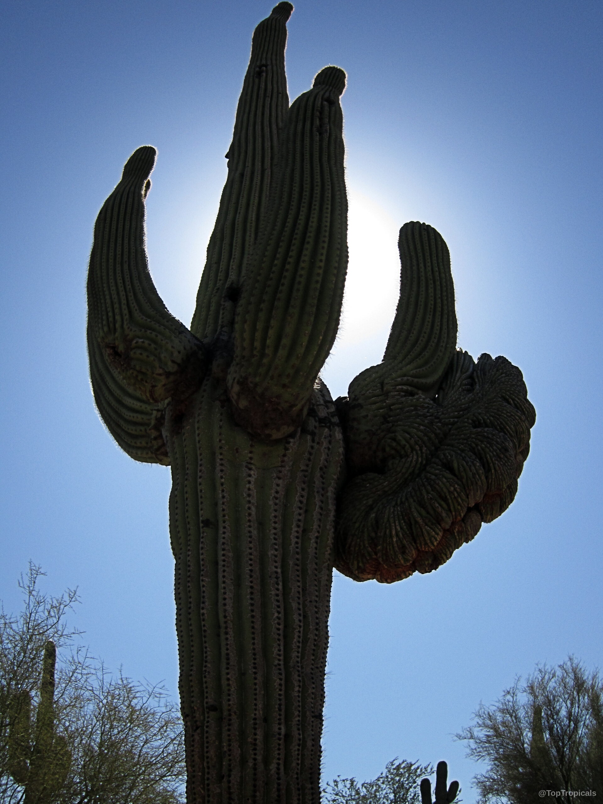 Carnegiea gigantea (Saguaro) towering tall with crested arms reaching toward the sunny blue sky Carnegiea gigantea (Saguaro) green plant with arms silhouetted against a clear blue sky
