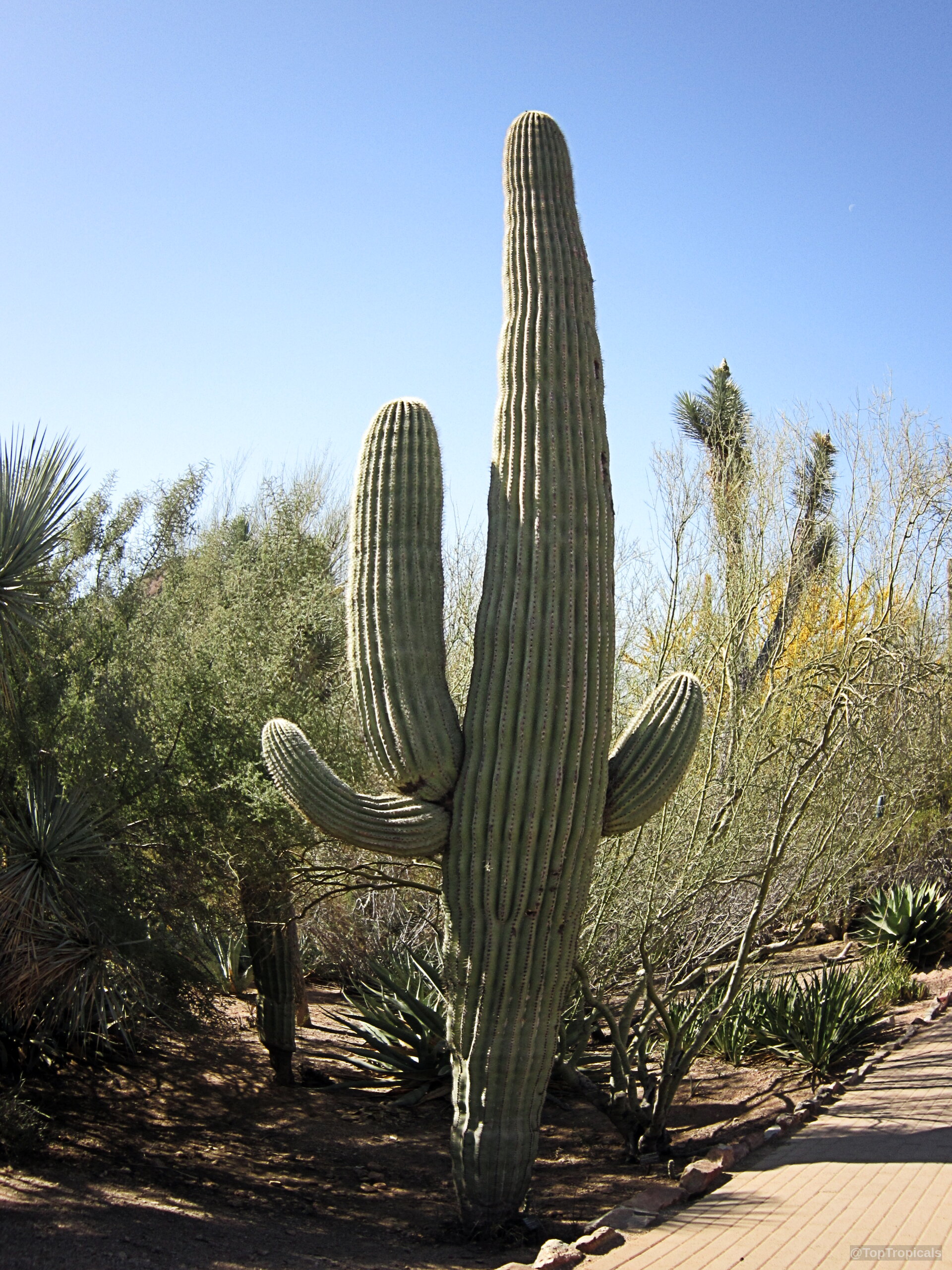 Carnegiea gigantea (Saguaro) with multiple arms standing tall over dry ground and surrounding desert vegetation Carnegiea gigantea (Saguaro) green plant with arms standing tall against clear blue sky background