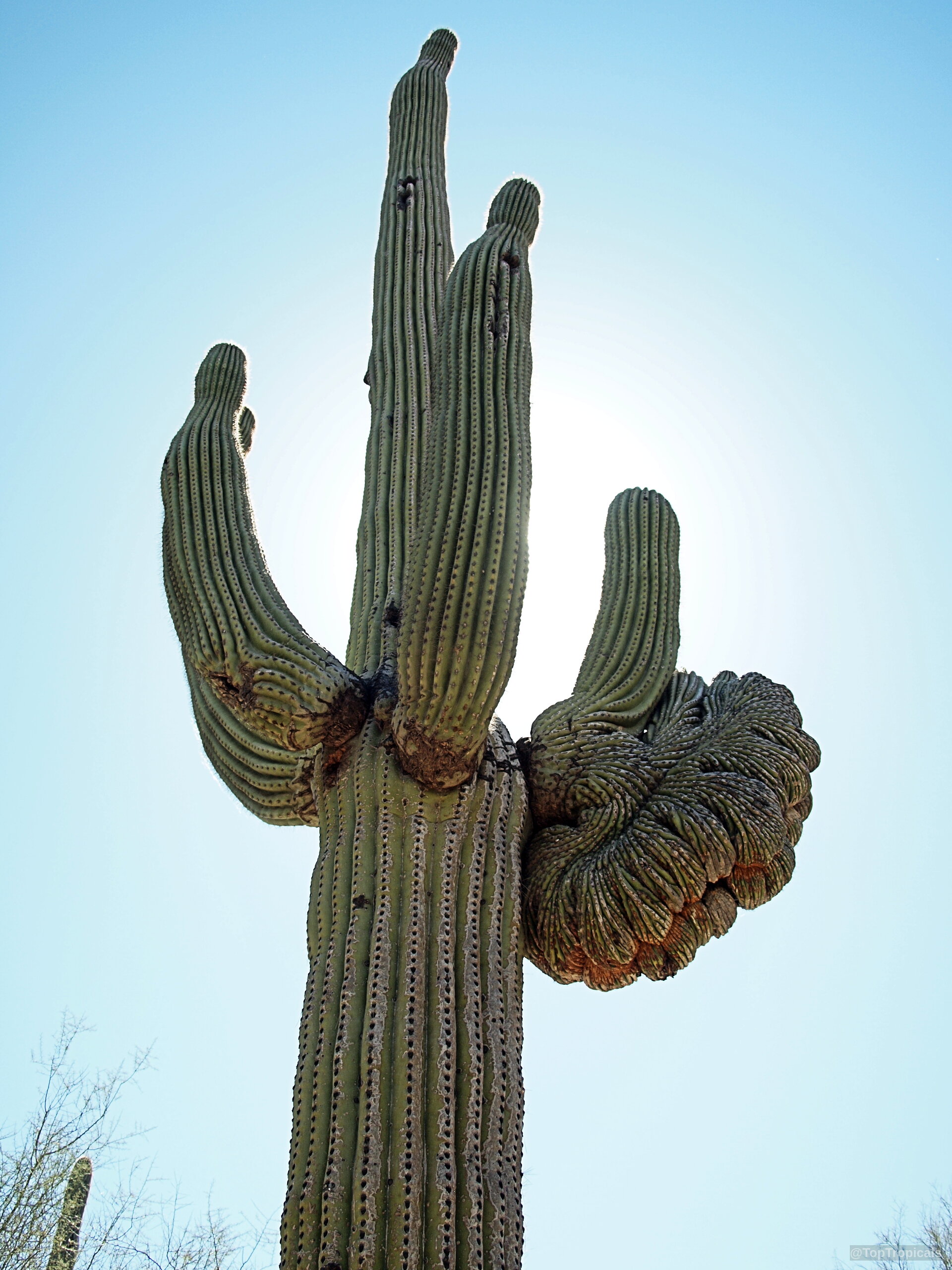 Carnegiea gigantea (Saguaro) showing tall columnar arms with one side mutated into crested tissue. Carnegiea gigantea (Saguaro) green plant with arms and unique crested growth against sky.