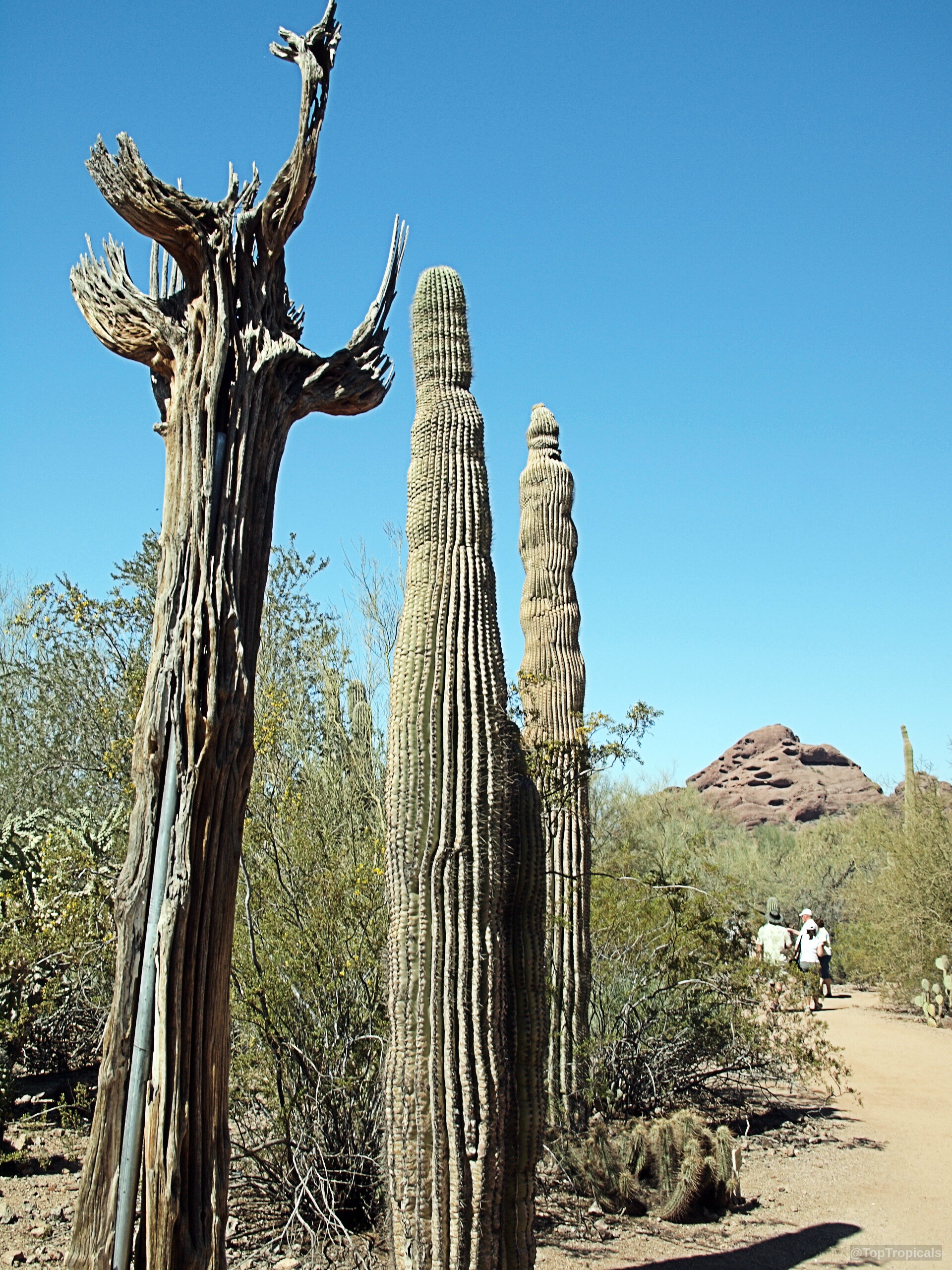 Carnegiea gigantea (Saguaro) plant standing tall beside dried wood trunks under a clear blue sky. Carnegiea gigantea (Saguaro) green plant with vertical ribs standing near brown dried skeletal trunks.