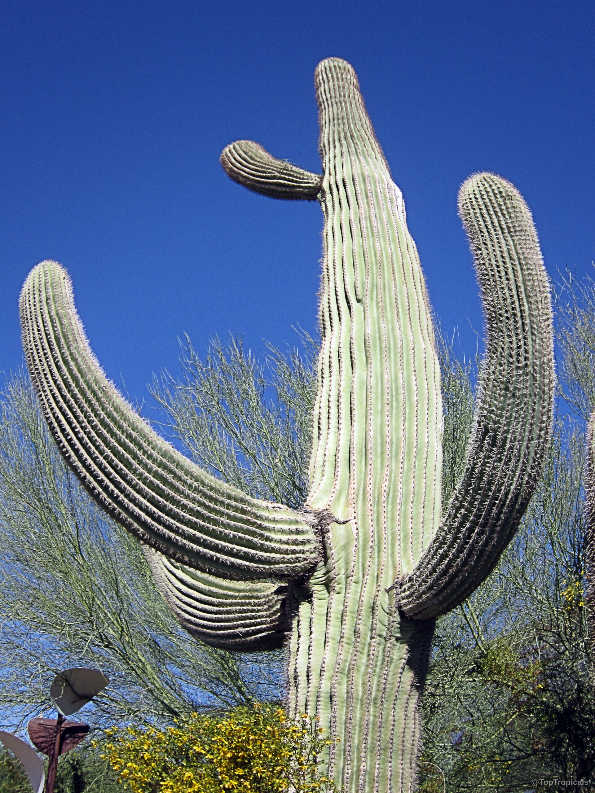 Carnegiea gigantea (Saguaro) standing tall with curved arms under a clear dark blue sky. Carnegiea gigantea (Saguaro) green tall plant with large arms against a deep blue sky.