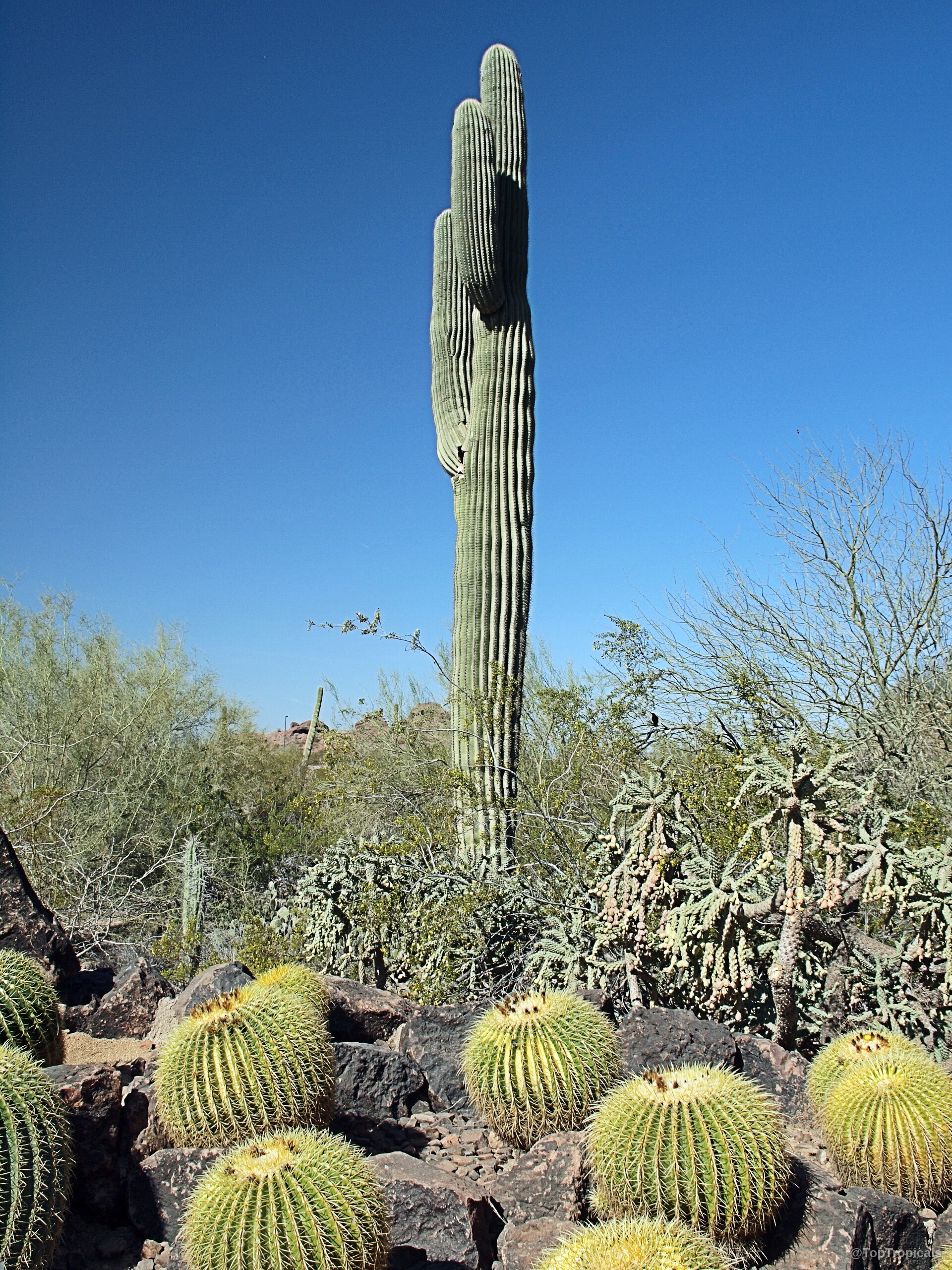 Carnegiea gigantea (Saguaro) stands tall above round cacti nestled among dark volcanic rocks Carnegiea gigantea (Saguaro) green tall plant reaching into a clear blue sky