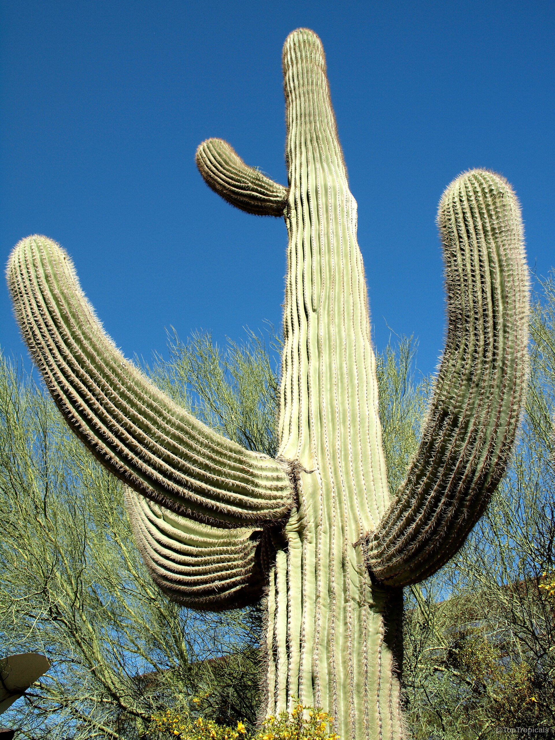 Carnegiea gigantea (Saguaro) is a tall green columnar cactus with several thick, reaching limbs. Carnegiea gigantea (Saguaro) plant, tall green columnar cactus with long sharp spines reaching upward.