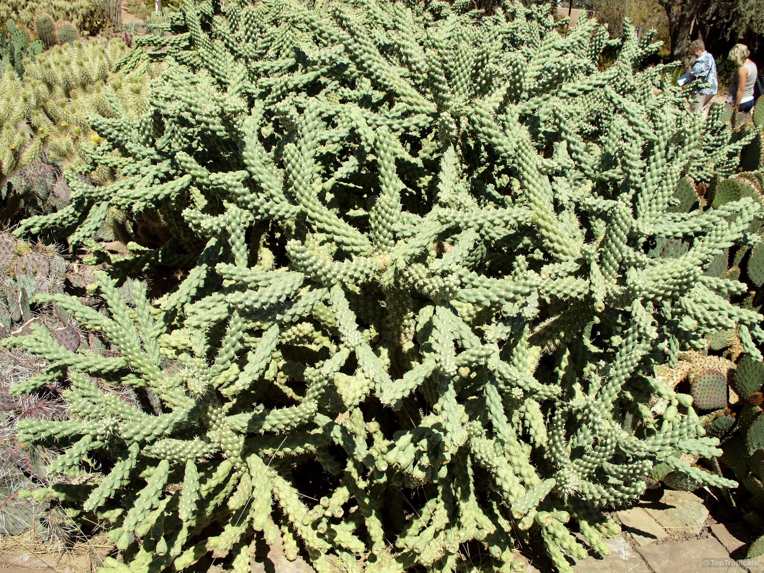 Cylindropuntia sp. (Cylindropuntia) dense clump of segmented green stems with sharp spines filling area landscape Cylindropuntia sp. (Cylindropuntia) green plant with segmented stems forming dense cluster for landscaping area use