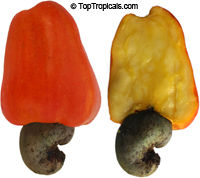 Anacardium occidentale - Cashew - seeds

Click to see full-size image