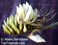 Erythrina variegata, Erythrina indica, Coral Tree, Sunshine Tree

Click to see full-size image