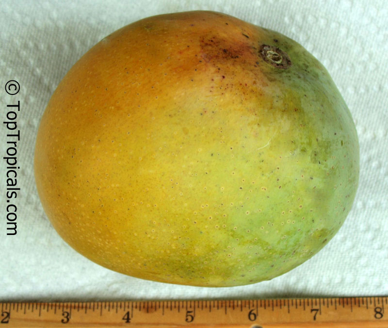 Mango tree Rumani, Grafted (Mangifera indica)