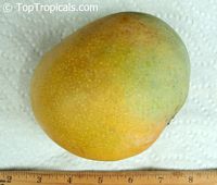 Mango tree Venus, Grafted (Mangifera indica)

Click to see full-size image