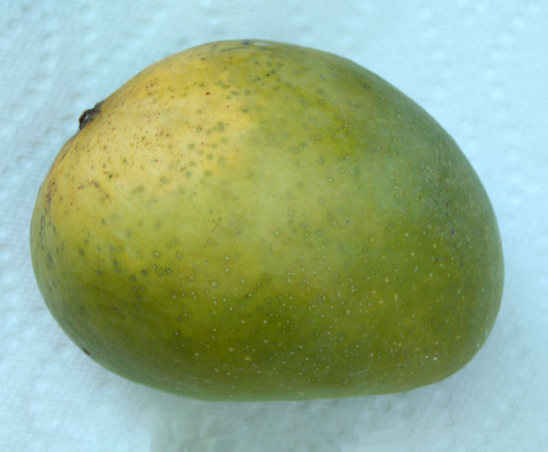 Mango tree Alphonso, Large size, Grafted (Mangifera indica)