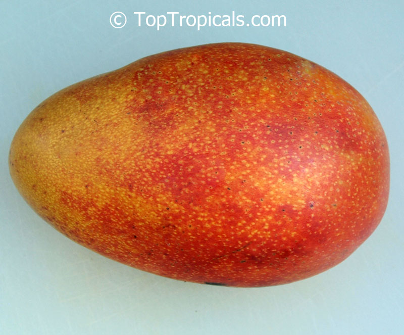 Mango tree Coconut Cream, Grafted (Mangifera indica)