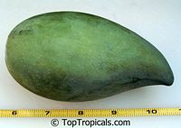 Mangifera indica - Fralan Mango, Grafted

Click to see full-size image