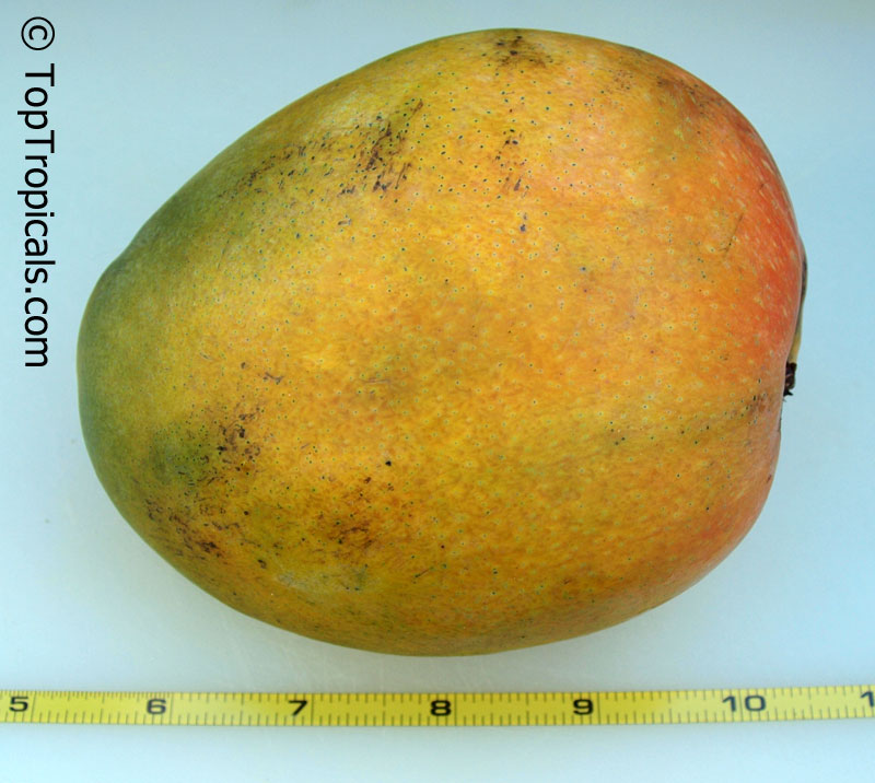 Mango tree Pineapple Pleasure, Large size, Grafted (Mangifera indica)